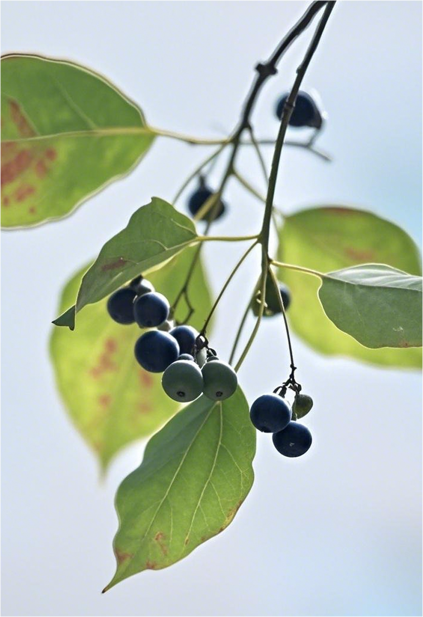 图层 2.png 图层 2.png