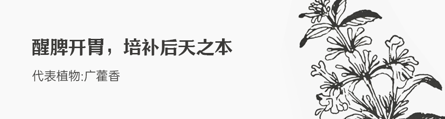 广藿香.png 广藿香.png