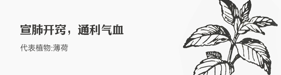 薄荷.png