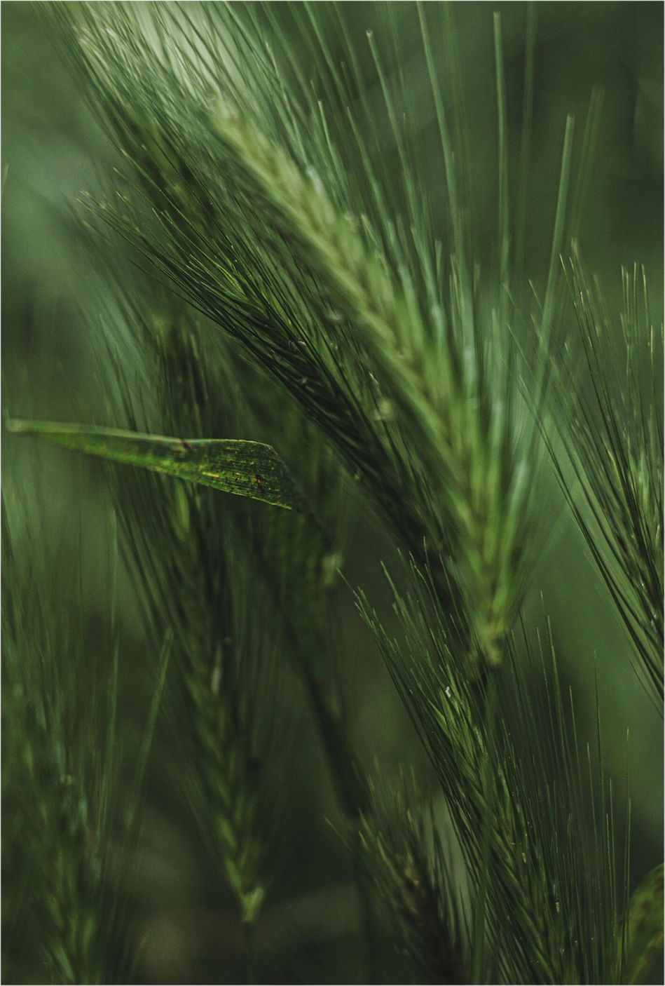 pexels-duygugungor-16857319.png